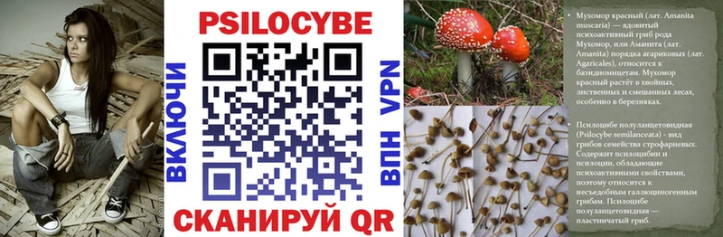Галлюциногенные грибы Cubensis  Луга 