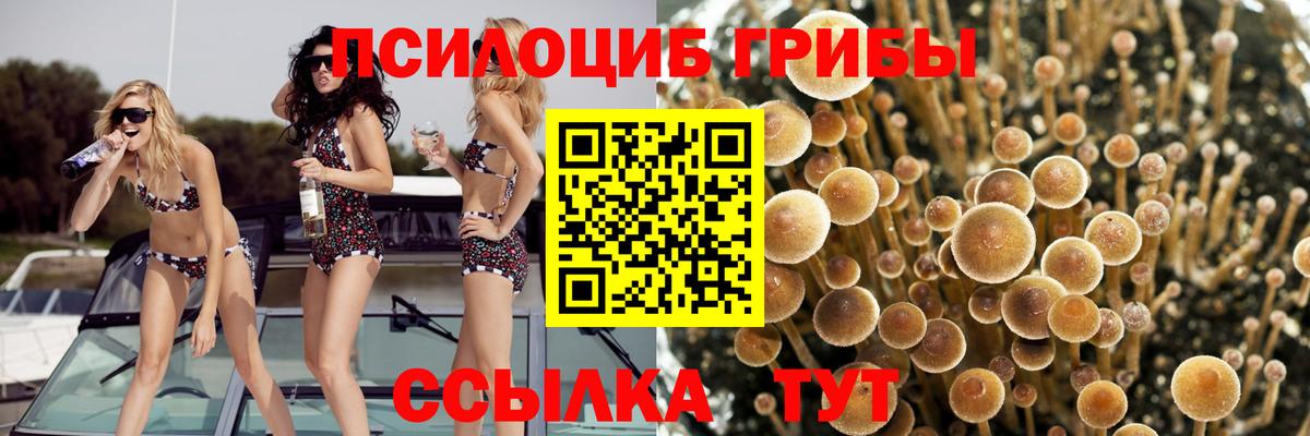 Псилоцибиновые грибы GOLDEN TEACHER Луга